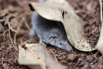 close up on an etruscan shrew