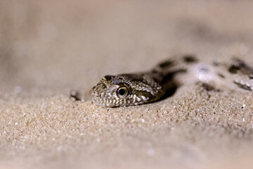 sand snake in a close up
