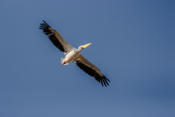Fototapeta na wymiar flying pelicans in a group and single