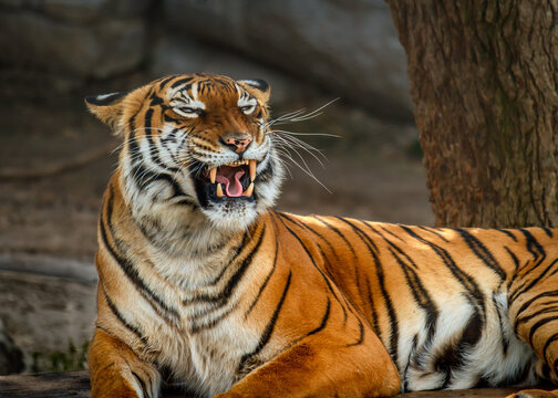 Malayan Tiger lying down with an aggressive expression.