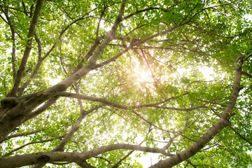 Nature composition ,Sun rays shining through trees ,nature background