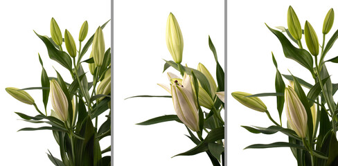 Fototapeta na wymiar Bush Lílium candidum (snow-white Lily) with unopened flowers in different angles on a white background