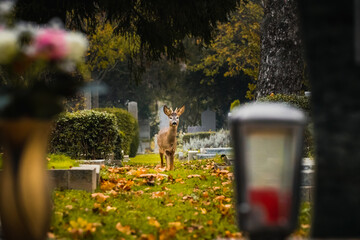Reh am Wiener Zentralfriedhof, Wien, Österreich