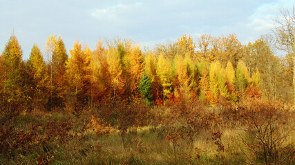 Fototapeta premium Kolory jesieni.