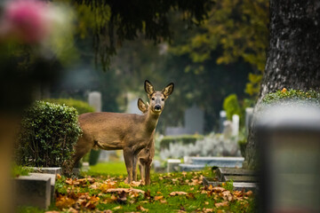 Reh am Wiener Zentralfriedhof, Wien, Österreich © Patrik