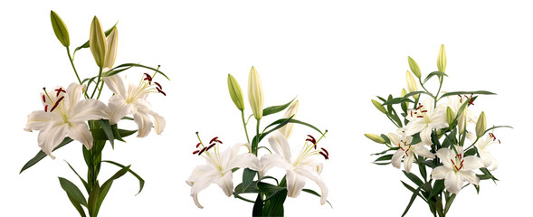 Bouquet of Lílium candídum (snow-white Lily) with several  open flowers in a side view in different angles on a white background