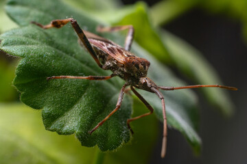 Western Conifer Seed Bug Leptoglossus occidentalis on a green leaf