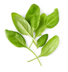 Spinach bunch of fresh green leaf. Healthy eating natural organic vegetable. Greens with bed, isolated on white background.