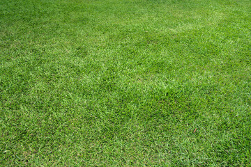 Close-up of green grass background texture
