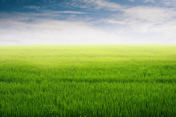 Fototapeta na wymiar Close-up of green grass and blue sky background