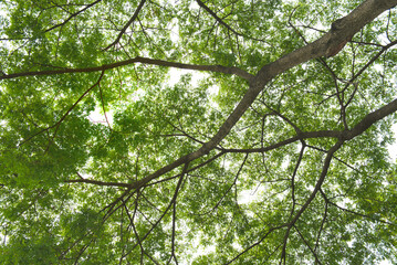 Green tree foliage, upper view