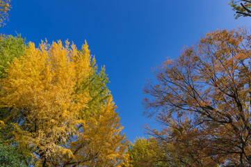 東京都港区南麻布の公園の秋の風景