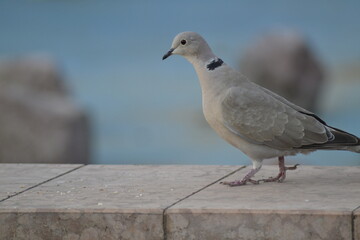 pigeon on the beach