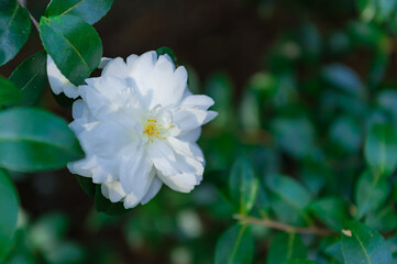 東京都新宿区にある公園の秋の景色
