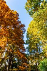 東京都新宿区にある公園の秋の景色