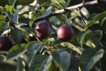 apples on a branch