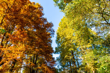 東京都新宿区にある公園の秋の景色