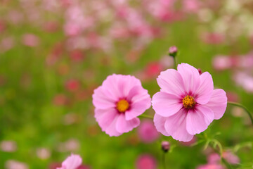 Obraz premium 秋の東京のピンク色のコスモスと花畑