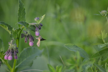flower in the garden