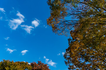 東京都新宿区にある公園の秋の景色