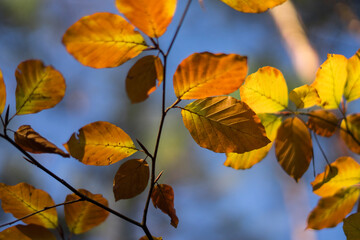 autumn leaves against sky