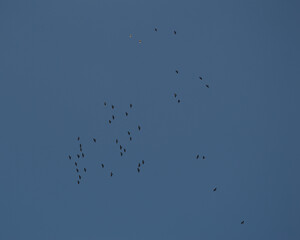 Flock of Birds in a Blue Sky