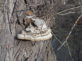 Mushroom growing on the side of a tree. chaga tree mushroom is the cure for coronavirus