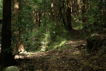 筑波山の登山道