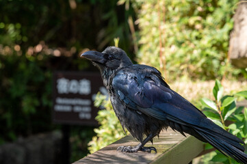 夜の森に住むカラス
