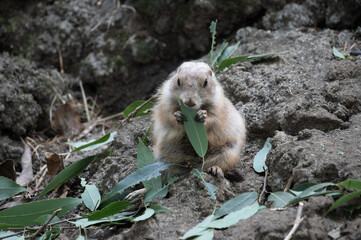 葉っぱを食べるプレーリードッグ