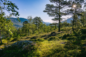 Sunny day with single trees and mountains in the background