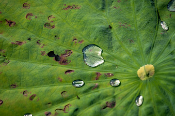 大きな葉の上の水玉