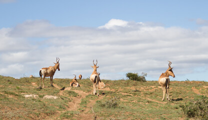 Addo Elephant National Park: Red hartebeest forming a small herd
