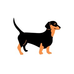 Vector cute dachshund. Dog breeds. Doodle illustration isolated on white background