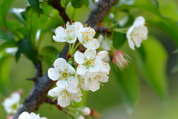 Blooming White Chinese plum flower or Japanese apricot, Korean green plum