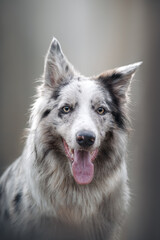 portrait of a border collie dog in autumn