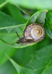 カタツムリ