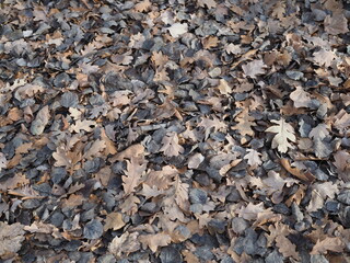 Texture of fallen oak leaves on the ground