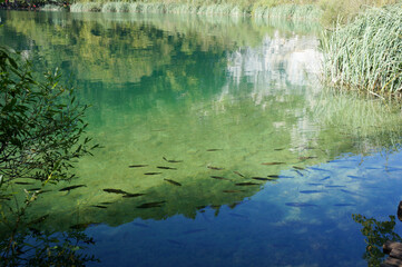 The water surface of Plitvice Lakes, in which fish are reflected