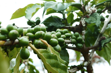 Large green coffee beans growing on a coffee tree. Puerto Rican coffee farm, close up photo of coffee growing on tree.  Coffee beans ready for harvest. 