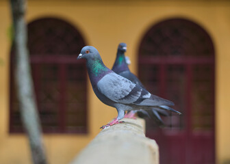 pombos