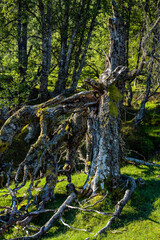 Trees in a forest in Norway