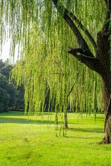 Weeping willows and grass in a park. © Zimu