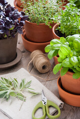 Fresh basil, sage, thyme herb in a pot