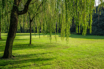 Weeping willows and grass in a park. © Zimu