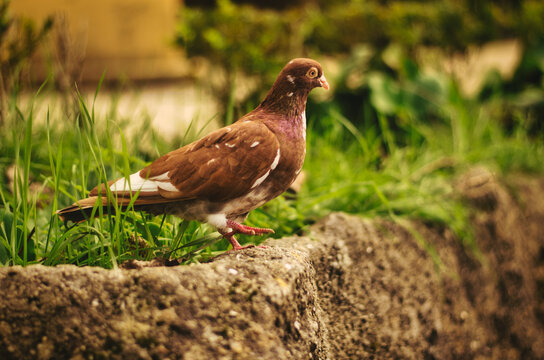 pombo