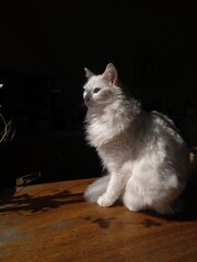Fototapeta na wymiar Turkish Angora Cat White cat with blue eyes - Turkish Angora Cat - Little cat at home - Cat in the sun 