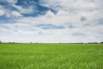 Close-up of green grass and blue sky background