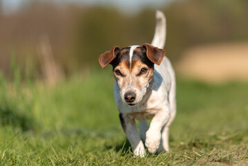 Portrait of a 12 years old Jack Russell Terrier dog outdoor in nature.