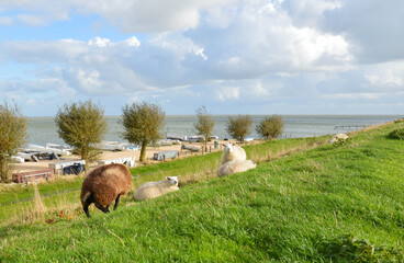 sheep in landscape
